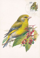 Carte Maximum Belgique Oiseau Bird Buzin 2461 Verdier 1992 - 1991-2000