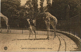Antwerpen Anvers Zoo  Girafes - Antwerpen
