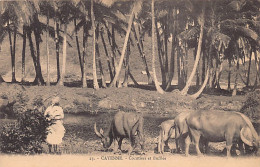 Guyane - CAYENNE - Cocotiers Et Buffles - Ed. Magasin La Conscience 23. - Cayenne