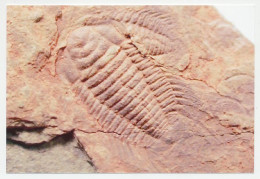 Postal Stationery China 2006 Fossil - Trilobite - Préhistoire