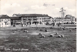 26651 " TORINO-LARGO C. GROSSETO " PECORE AL PASCOLO-VERA FOTO -CART. SPED.1959 - Lugares Y Plazas