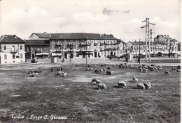 26651 " TORINO-LARGO C. GROSSETO " PECORE AL PASCOLO-VERA FOTO -CART. SPED.1959 - Orte & Plätze