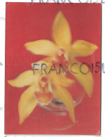 2 Orchidées Dans Un Vase. Cymbidium Sayonara - Stereoscope Cards