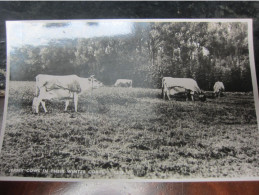 Carte Postale Vaches De Jersey Avec Leur Couverture D'hiver - Viehzucht