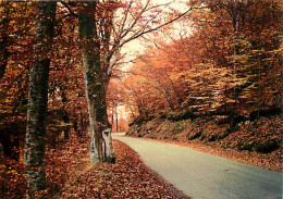 Forêt - Arbres - CPM - Voir Scans Recto-Verso - Árboles