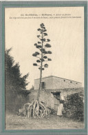 CPA (17) SAINT-PIERRE-d'OLERON - Thème: ARBRE - Aspect De L'Aloès En Fleurs Au Début Du Siècle - Saint-Pierre-d'Oleron