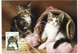 AUSTRALIE. Nos Animaux Domestiques:  Les Chatons .  Carte-maximum - Domestic Cats