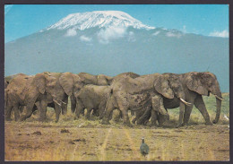 Afrika Wildlife Elefantenherde Am Kilimanjaro 1979 (N-890) - Kenya