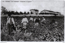 *Photo Glacée (125 X 195) D'une CPA - Béziers (34) Les Vendanges - Coupeuses Et Porteurs - Autres & Non Classés