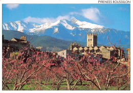 66  îlle-sur-Têt L'église   Et Le CANIGOU       (Scan R/V) N°   10   \MT9132 - Prades