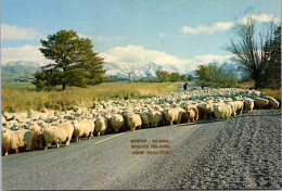 8-4-2024 (1 Z 23) New Zealand - Sheep Farming (élevage De Mouton) - Allevamenti
