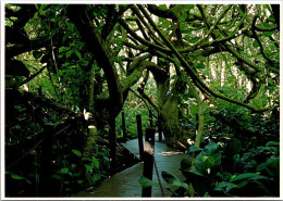 8-4-2024 (1 Y 25) USA - Hawaii Paradise Park Hau Jungle - Arbres