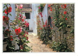 17  SAINT-MARTIN-DE-Ré   Une Venelle Aux Roses Trémières (Scan R/V) N°   38    \MS9017 - Saint-Martin-de-Ré