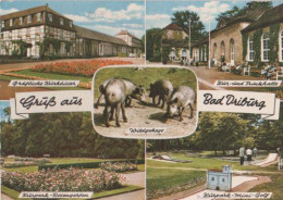 25222 - Bad Driburg U.a. Wildgehege - 1964 - Bad Driburg