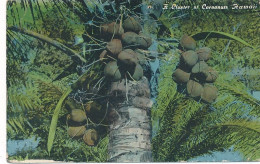 CPA (Tp Chinois? Défaut))-30364 -USA (HI) -A Cluster Of Cocoanuts Hawaii -Livraison Offerte - Other & Unclassified