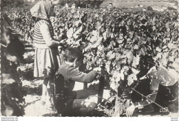 F12- LA FRANCE PITTORESQUE DANS LE SUD OUEST -  SCENE DE VENDANGES  - EDITEUR G.I.P.  BORDEAUX - 2 SCANS) - Aquitaine