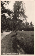 PAYS-BAS - Laag Soeren - Boerhaveweg - Vue Sur Une Route - Vaches - Vue Générale - Carte Postale Ancienne - Rheden