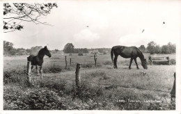 PAYS-BAS - Laag Soeren - Landschap - Vancantiecentrum - De Jutberg - Chevaux - Carte Postale Ancienne - Rheden