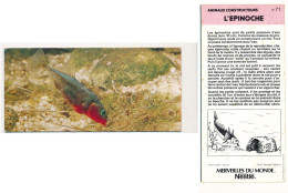 Image, Fiche Illustrée, Photo MERVEILLES DU MONDE De Nestlé N° 71 Animaux Constructeurs L'EPINOCHE Poisson - Dieren