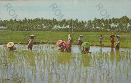 CARTOLINA  C7 MALACCA,MALESIA-RICE FIELD-FORMATO PICCOLO-NON VIAGGIATA - Malasia