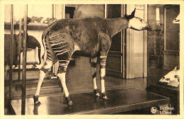 Belgique - Brabant Flamand - Tervueren - Tervueren - Musée Royal Du Congo Belge - L'Okapi - Tervuren