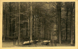 Belgique - Brabant Flamand - Tervueren - Tervueren - Le Parc - Les Pierres Druidiques - Tervuren