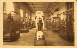 Belgique - Brabant Flamand - Tervueren - Tervueren - Musée Du Congo Belge - Crânes D'Eléphants - Tervuren