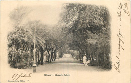 ALGERIE BISKRA GRANDE ALLEE - Biskra