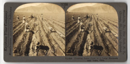 Stereo-Fotografie Keystone View Co., Meadville, Ansicht Lima, Planting Sugar Cane In A Large Hacienda, Peru  - Photos Stéréoscopiques