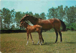 Animaux - Chevaux - Jument Et Son Poulain - Horses - Pferde - CPM - Voir Scans Recto-Verso - Pferde