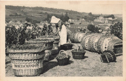 FRANCE - Le Mesnil Sur Oger - Scène De Vendange - Carte Postale Ancienne - Sonstige & Ohne Zuordnung