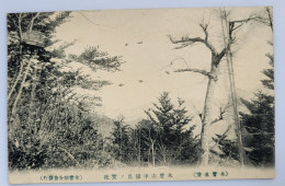 CPA Carte Postale Japon Japan Arbre ???  Non Circulé - Other & Unclassified