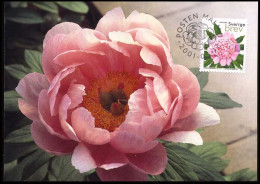 Sweden - Maximum Card - Fragrant Chines Peony M. Jules Elie - Rose