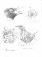 Lithographie Buzin Signée 39 - 1985-.. Pájaros (Buzin)