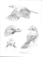 Lithographie Buzin Signée 24 - 1985-.. Pájaros (Buzin)