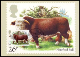 Groot-Brittannië - Dieren - Hereford Bull - MK - - Carte Massime