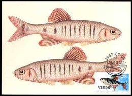 Zuid-Afrika - Freshwater Fish - MK - - Otros & Sin Clasificación