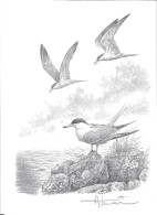 Lithographie Buzin Signée 43 - 1985-.. Pájaros (Buzin)