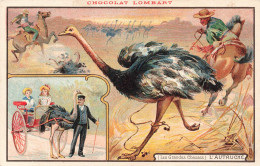 ANIMAUX & FAUNE - L'autruche - Les Grandes Chasses - Carte Postale Ancienne - Oiseaux