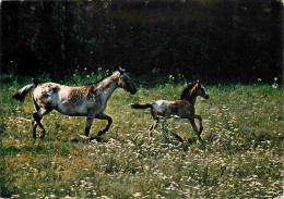 Animaux - Chevaux - Jument Et Son Poulain - Horses - Pferde - CPM - Voir Scans Recto-Verso - Pferde