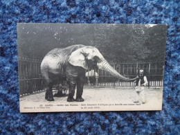 KB10/1137-Paris Jardin Des Plantes Saïd éléphant Qui A étouffé Son Cornac Neff - Éléphants