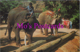 Animals Postcard - Two Elephants Push Timbers With Trunk, Thailand   DZ37 - Elephants