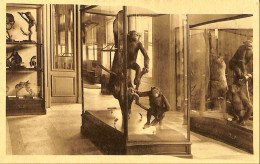 Belgique - Brabant Flamand - Tervueren - Tervueren - Musée Du Congo Belge - Cage Des Chimpanzées - Tervuren