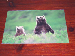 73992-              BEREN / BEARS / BÄREN / OURS / ORSI - Bears