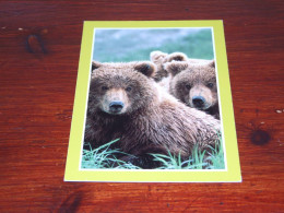 73993-              BEREN / BEARS / BÄREN / OURS / ORSI - Ours