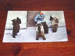 73995-              BEREN / BEARS / BÄREN / OURS / ORSI - Beren