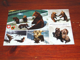 73997-              BEREN / BEARS / BÄREN / OURS / ORSI - Bears