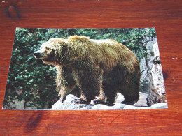 73998-              BEREN / BEARS / BÄREN / OURS / ORSI - Beren