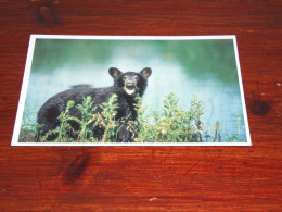 74005-              BEREN / BEARS / BÄREN / OURS / ORSI - Bears