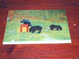 74014-              BEREN / BEARS / BÄREN / OURS / ORSI - Bears